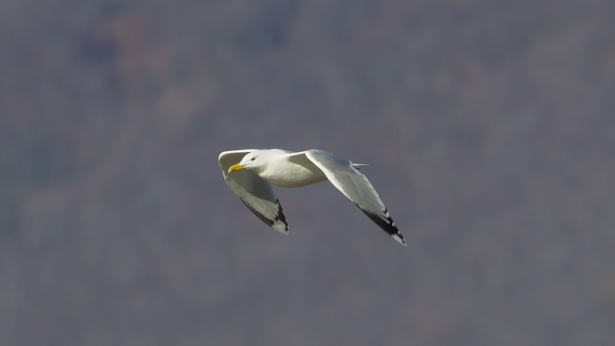Caspian Gull - Panayotis Pantzartzidis