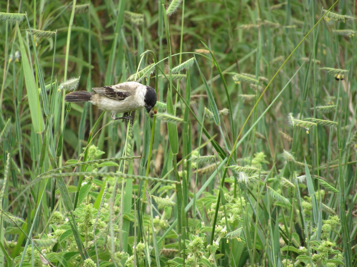 Pearly-bellied Seedeater - ML77991781