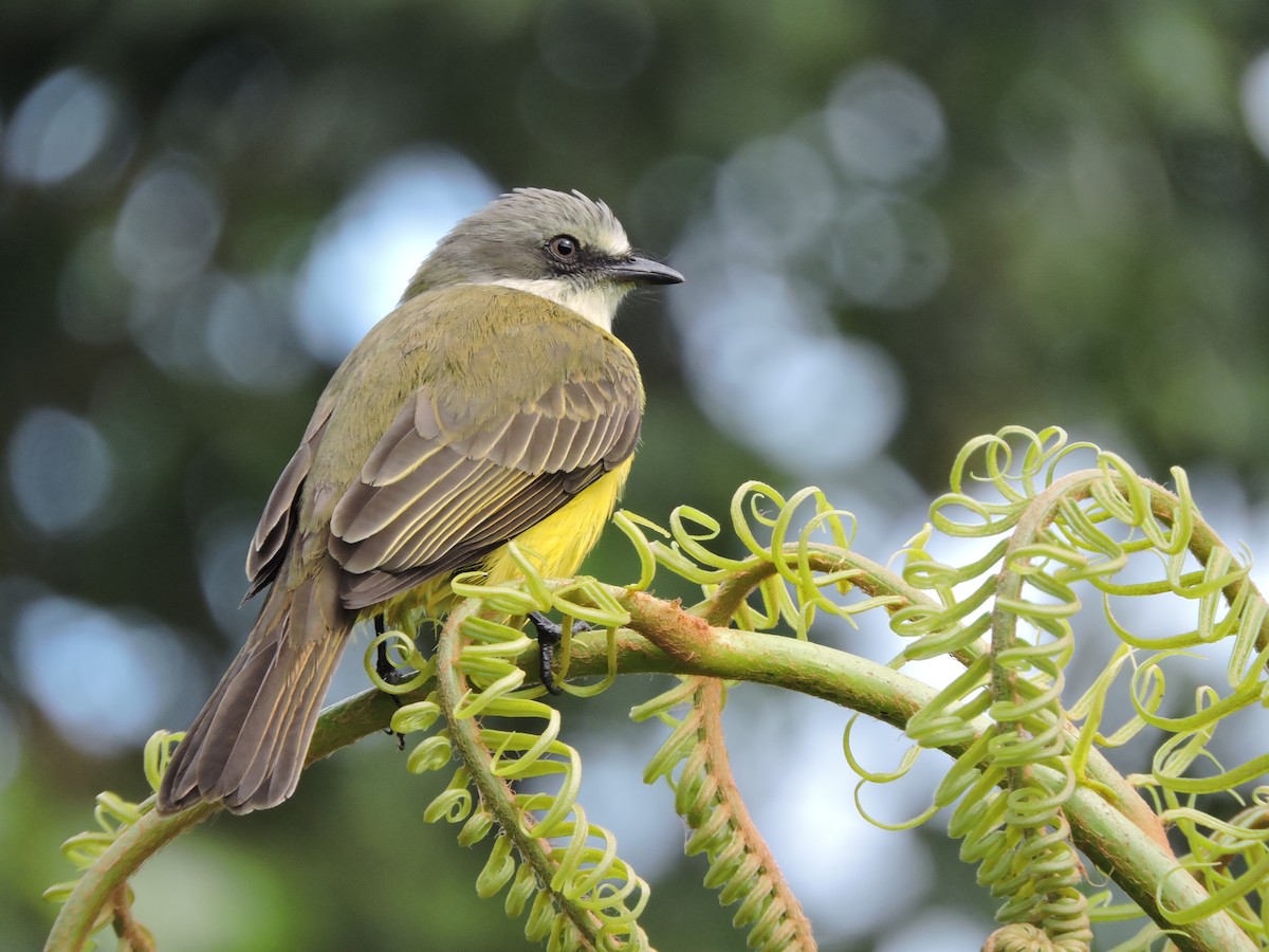 Gray-capped Flycatcher - Cole Gaerber