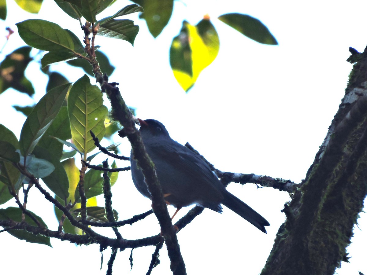 Black-faced Solitaire - ML77992761