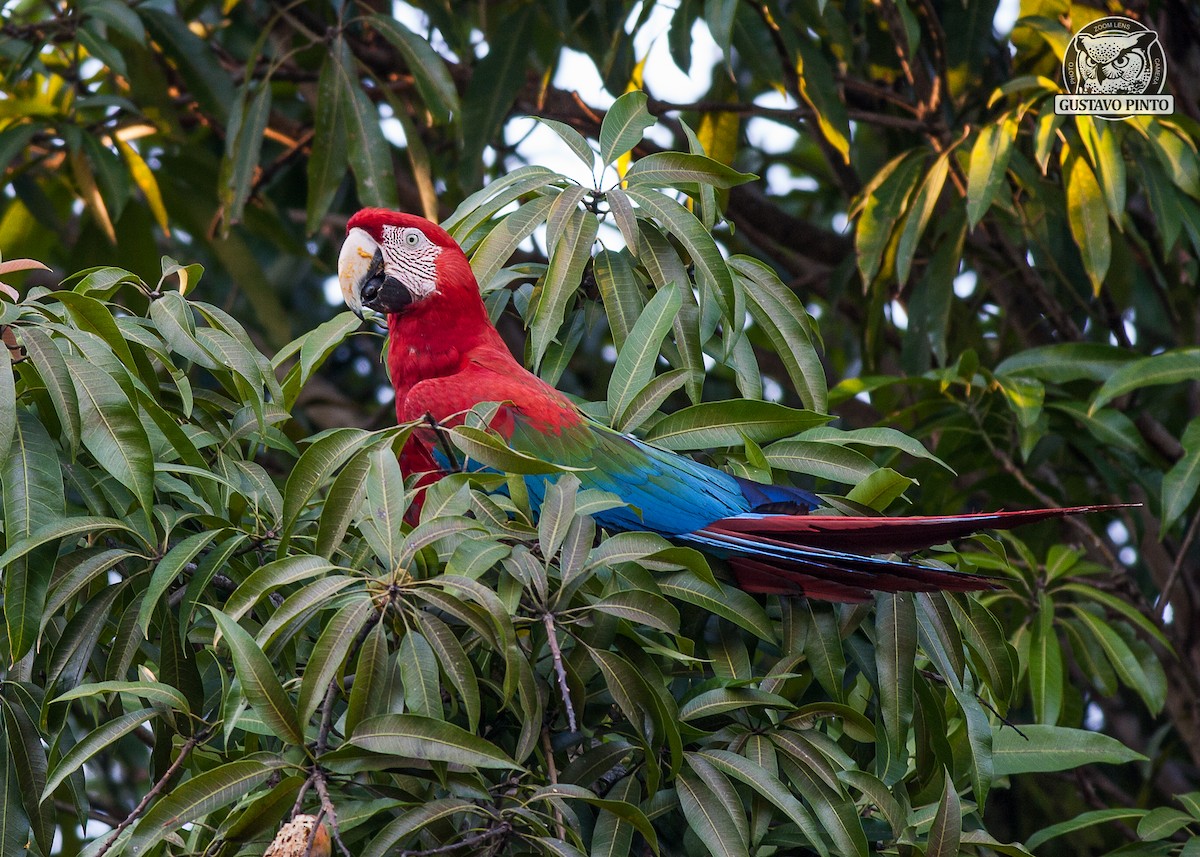 Red-and-green Macaw - ML77992811