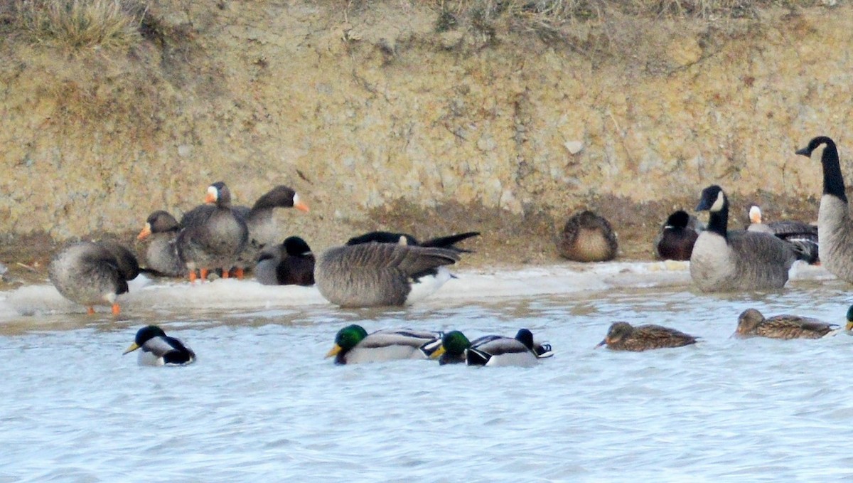 Greater White-fronted Goose - Amy Downing