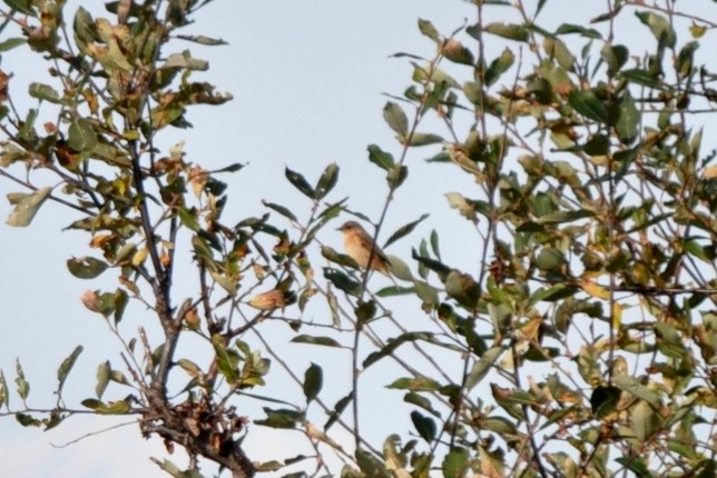 eBird Checklist - 24 Sep 2013 - Anchorage Coastal WR--Carr-Gottstein ...