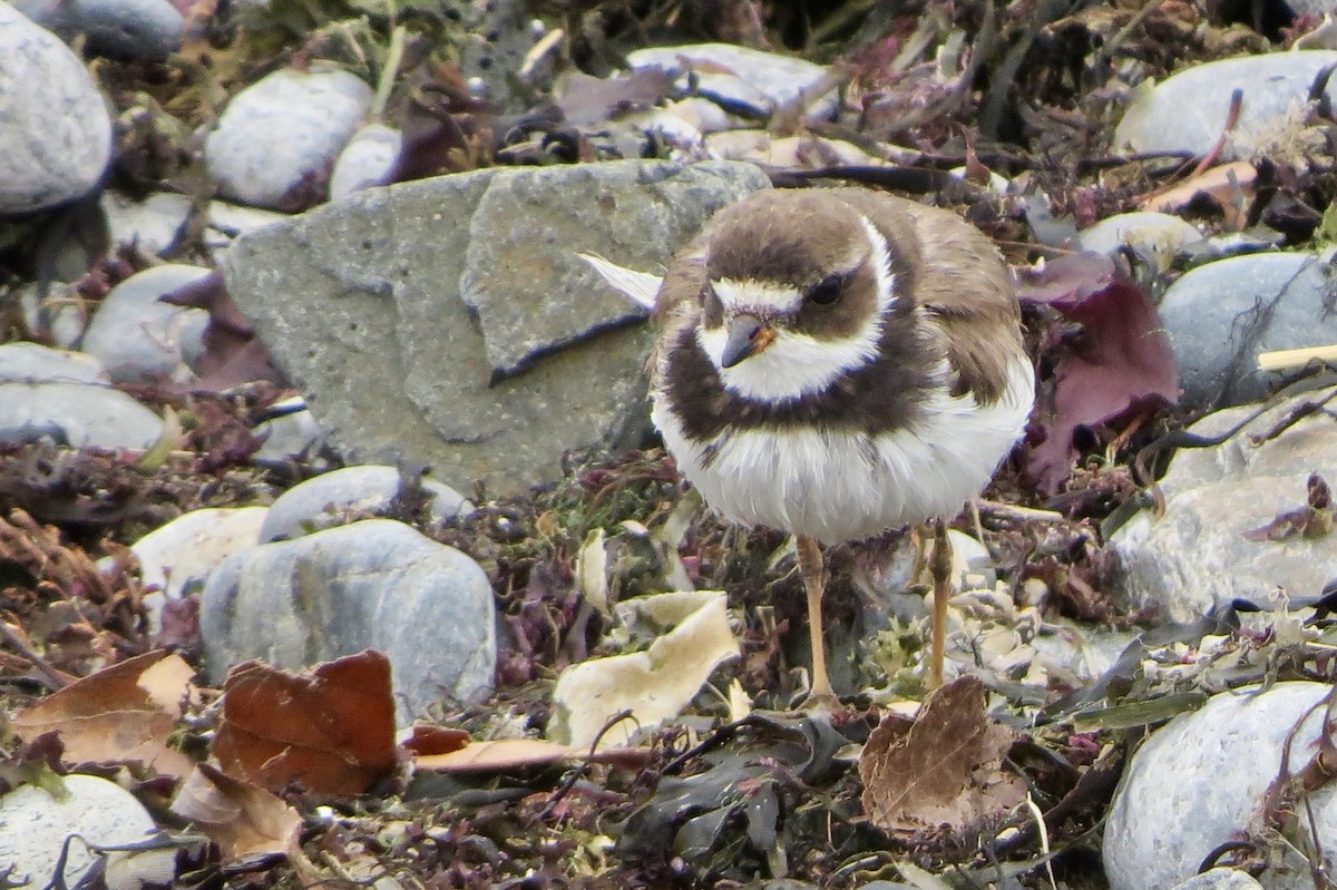 Semipalmated Plover - Jeanne-Marie Maher