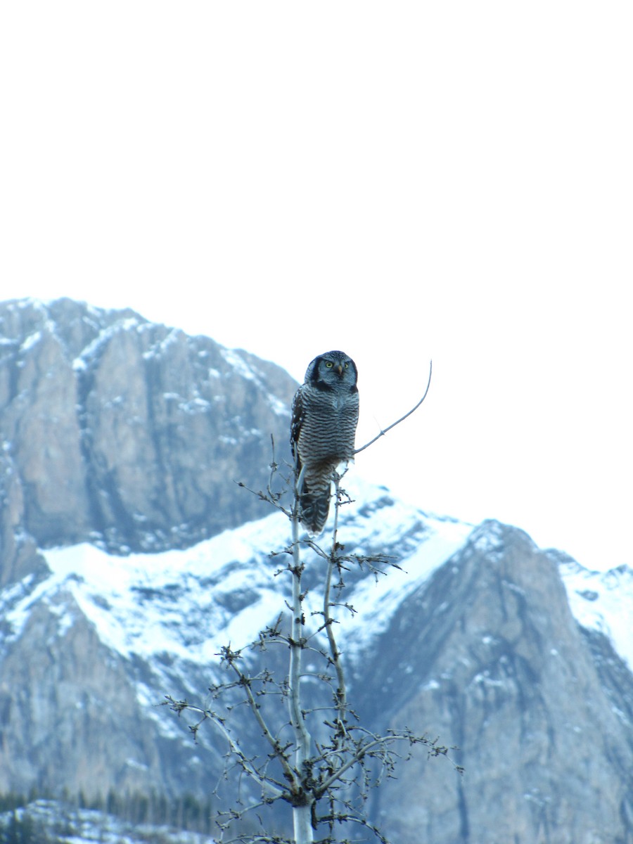 Northern Hawk Owl - Shane Dollman