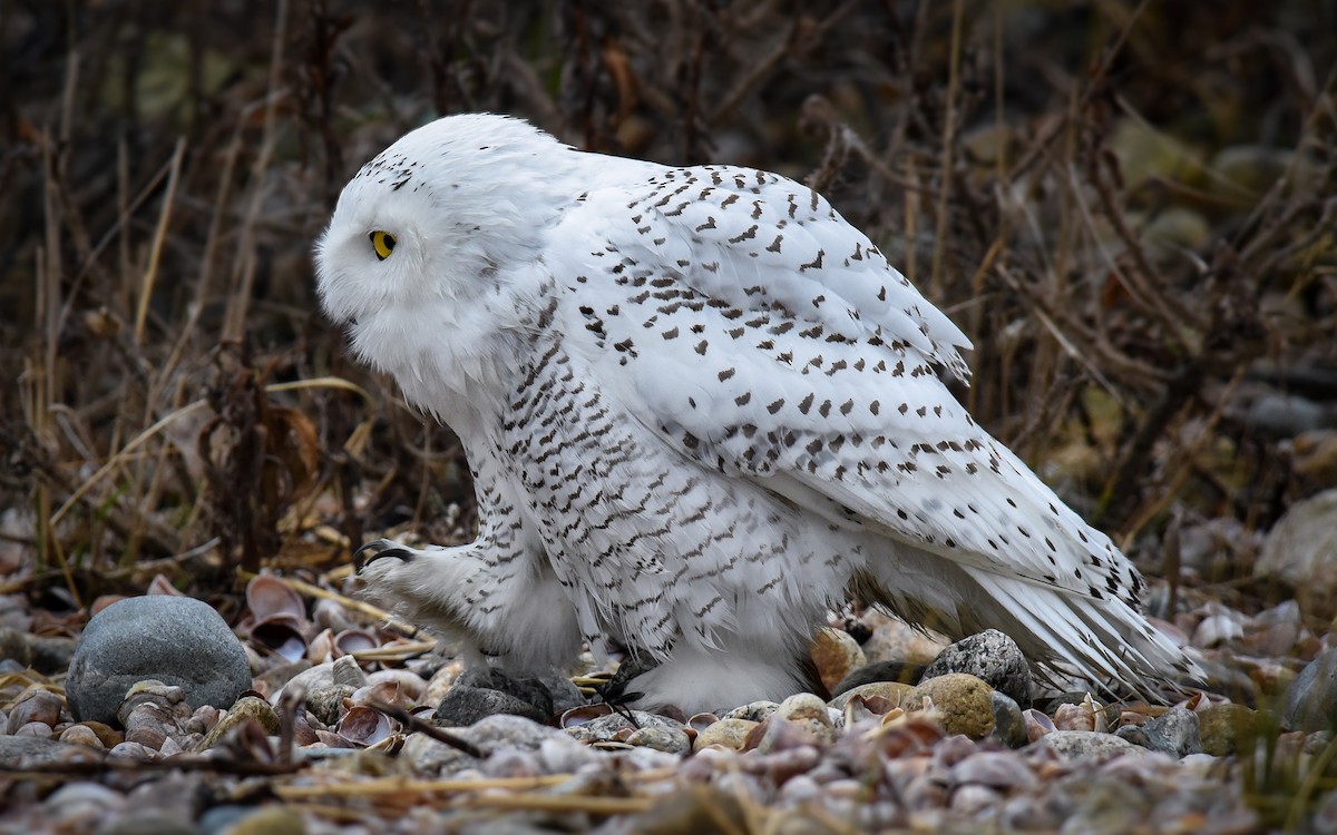 Snowy Owl - ML77995531