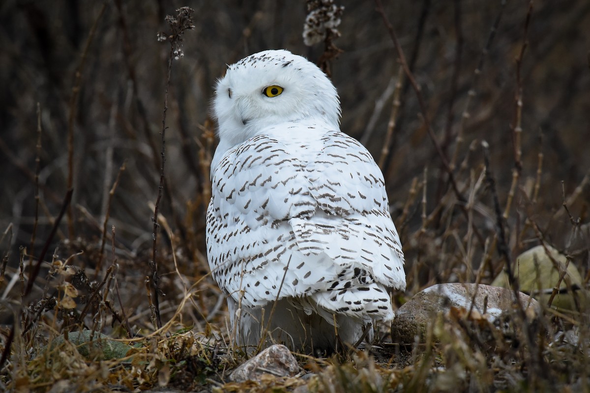 Snowy Owl - ML77995761