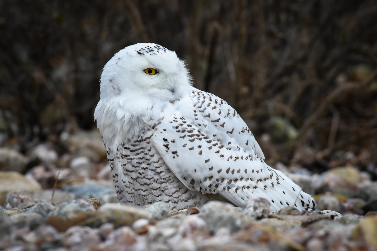 Snowy Owl - ML77995821