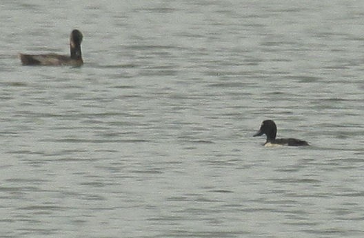 Tufted Duck - ML77998281
