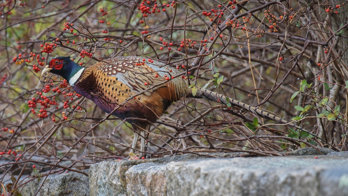 Ring-necked Pheasant - Scott Martin