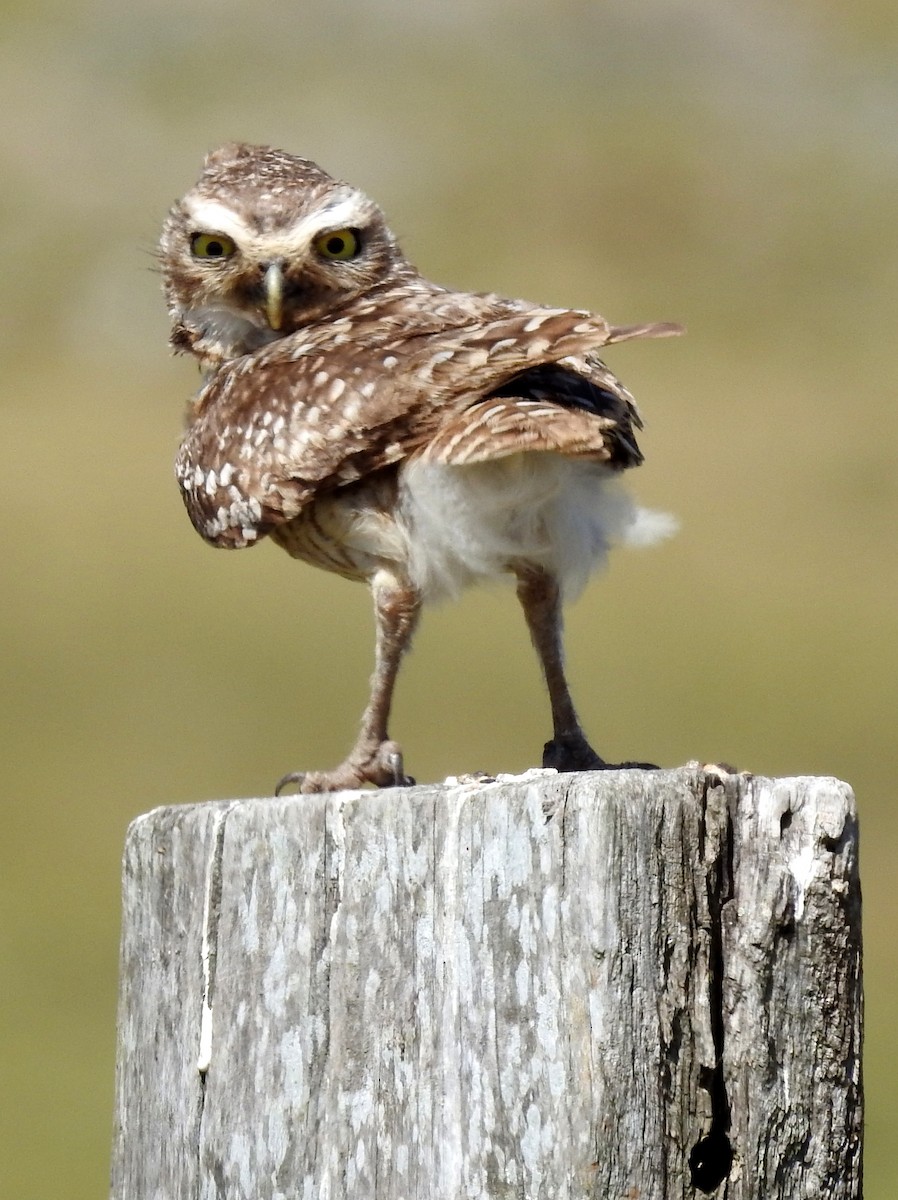 Burrowing Owl - Carlos Crocce