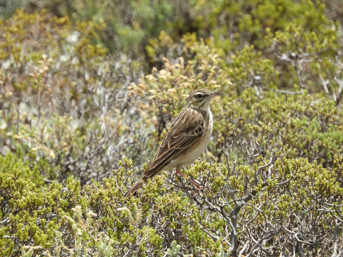Mountain Pipit - Anonymous