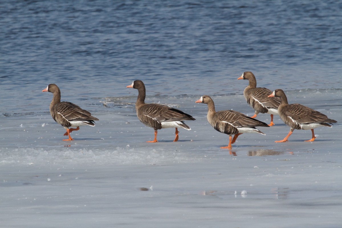 Greater White-fronted Goose - ML78009591