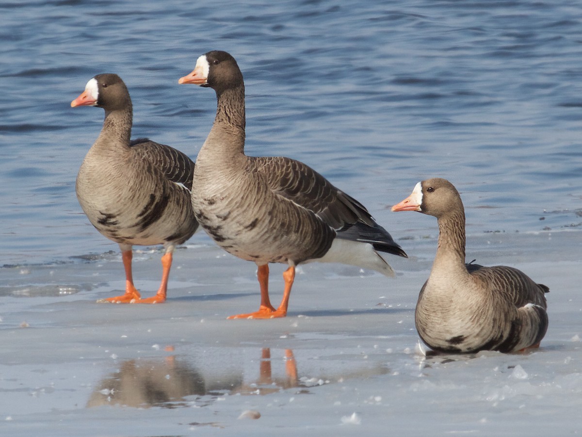 Greater White-fronted Goose - ML78009611