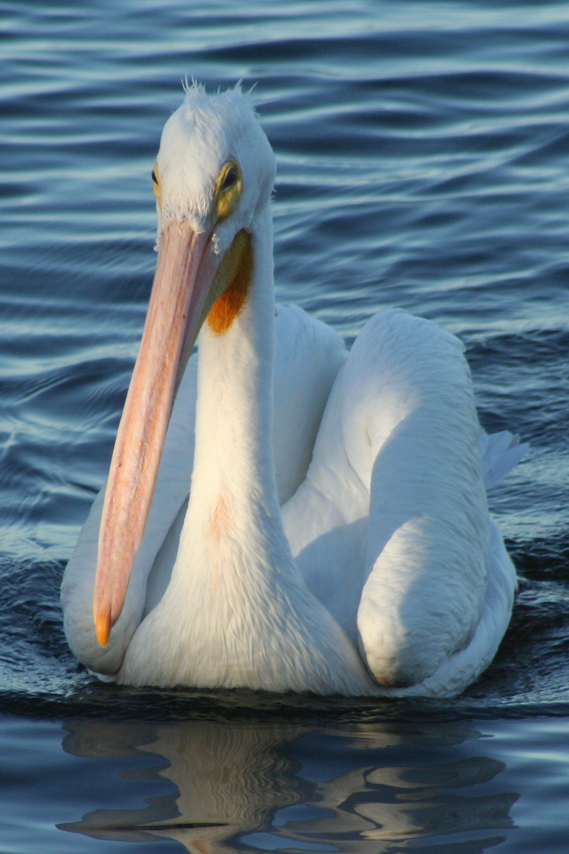 American White Pelican - ML78011701