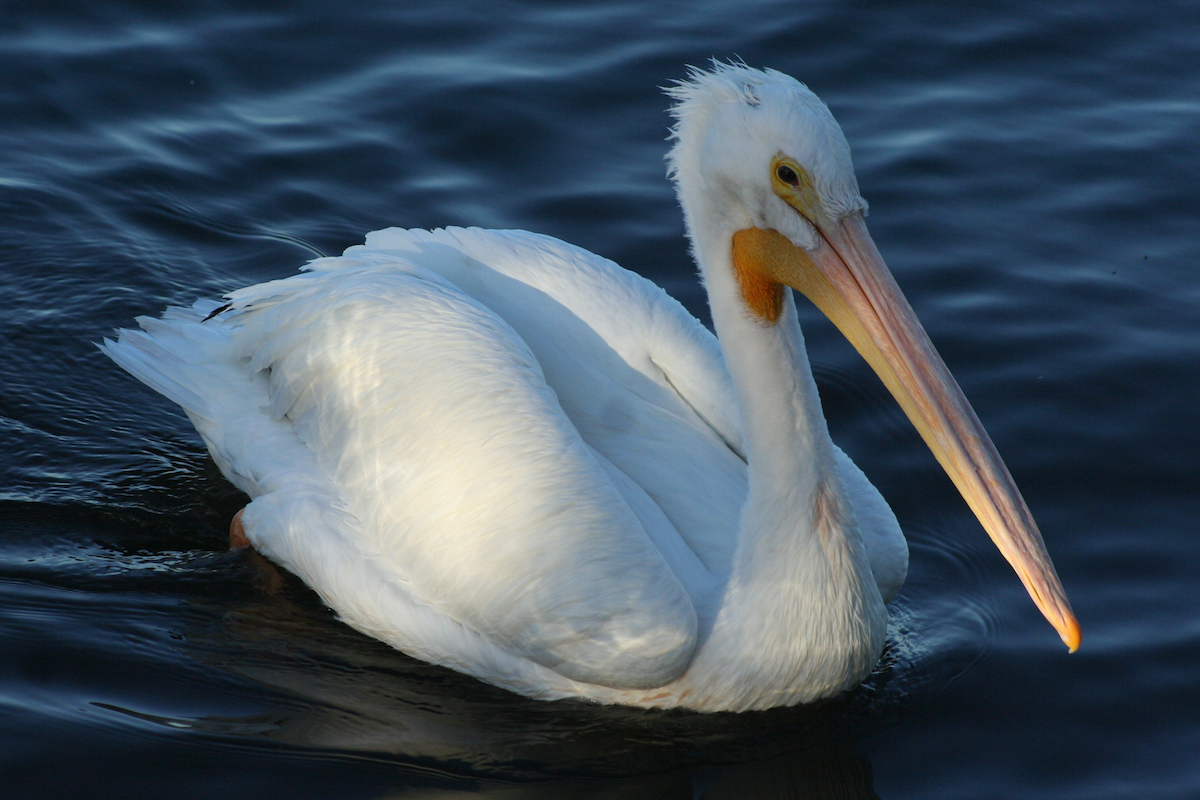 American White Pelican - ML78011781