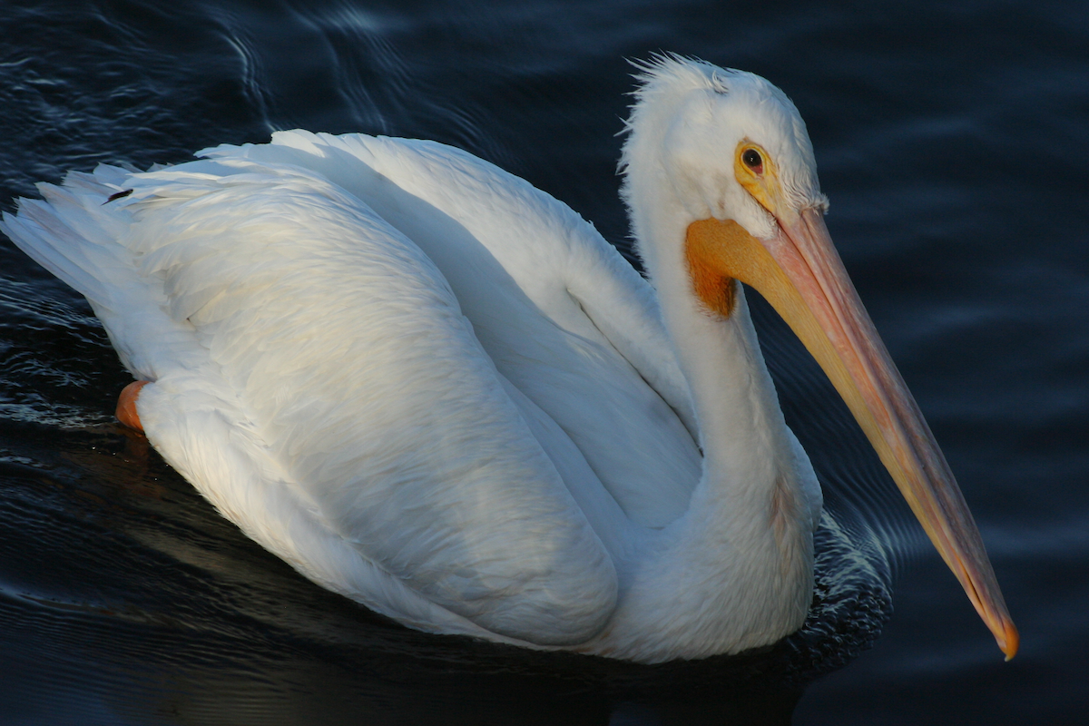 American White Pelican - David Simpson