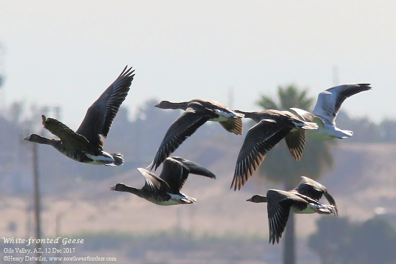 Greater White-fronted Goose - Henry Detwiler