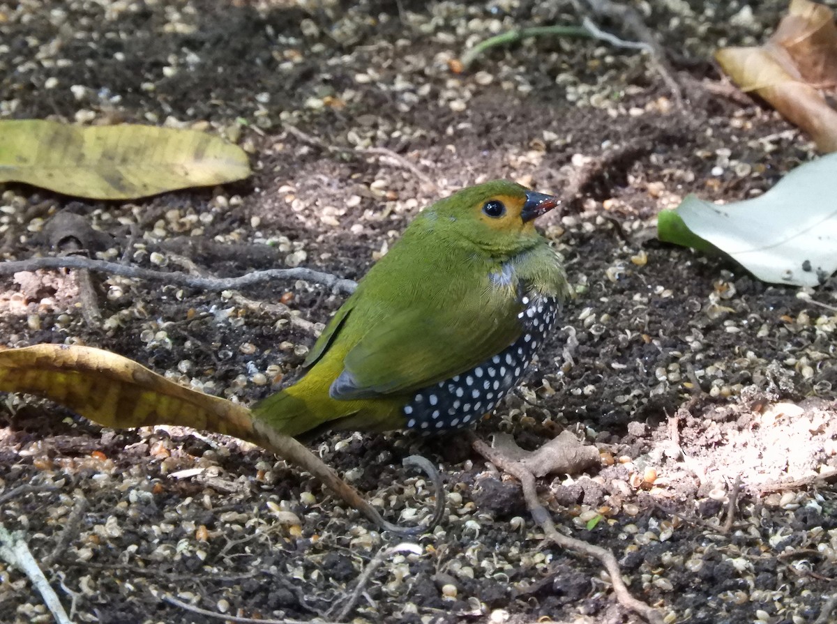 Green-backed Twinspot - Anonymous