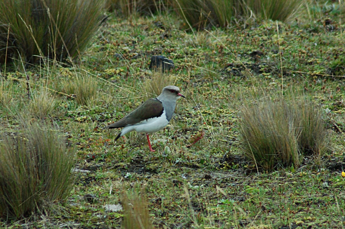 Andean Lapwing - Don Henise