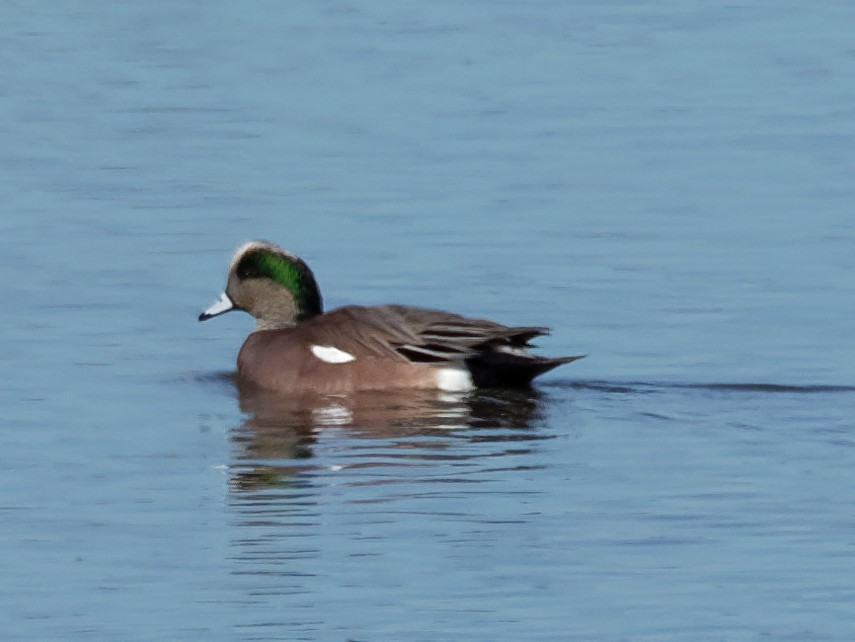 American Wigeon - Dina Perry