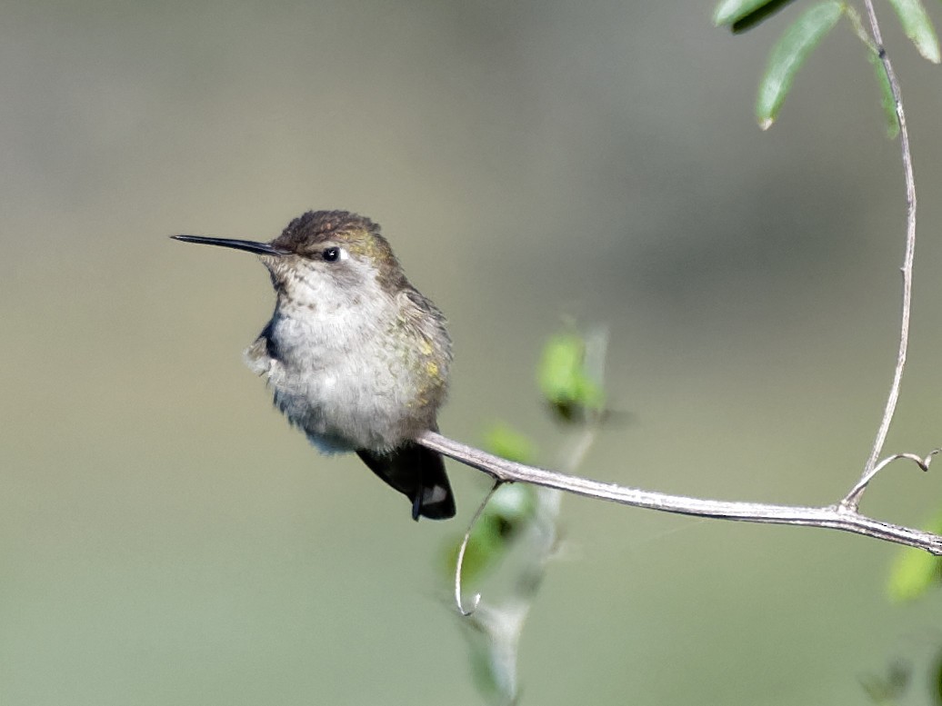 Anna's Hummingbird - Dina Perry