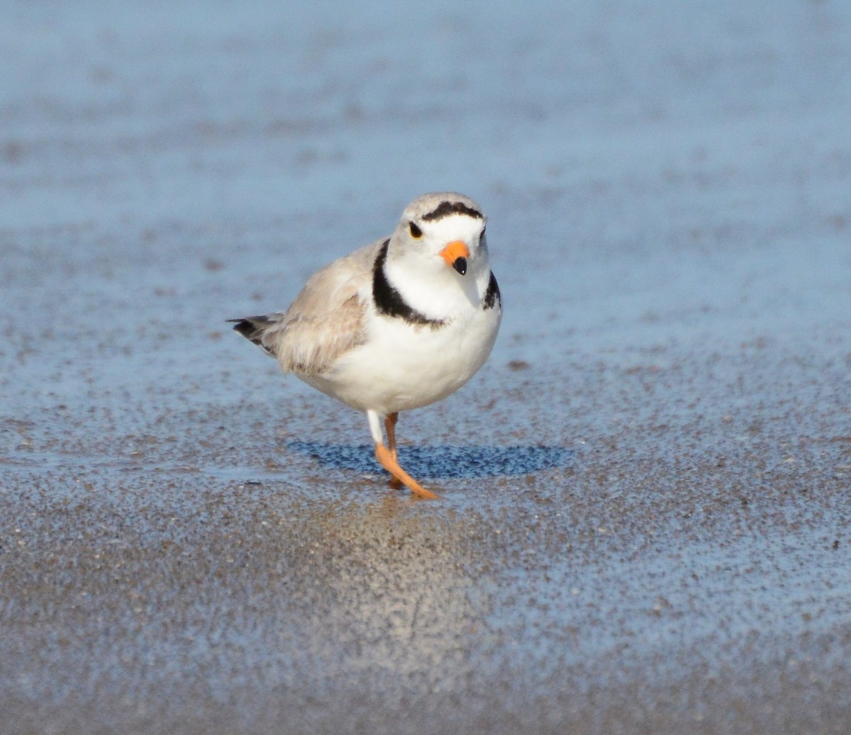 Piping Plover - ML78023071