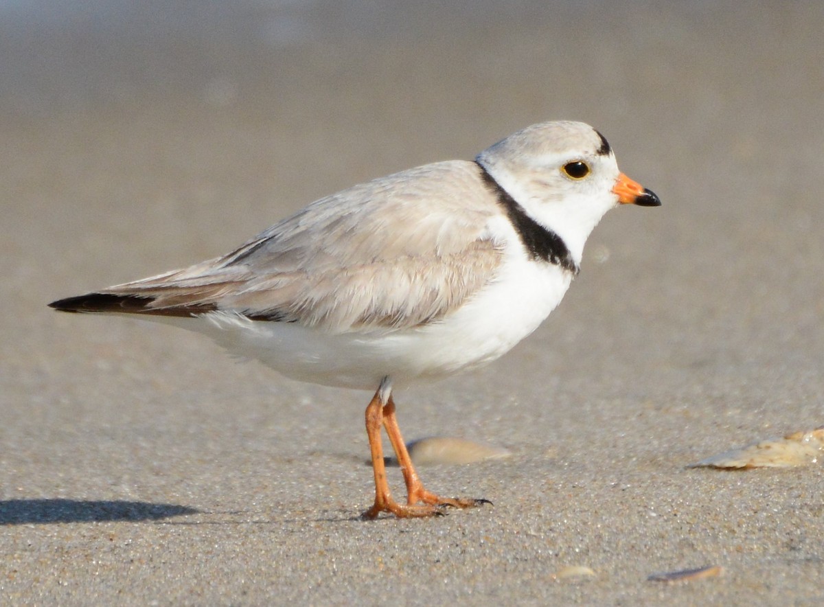 Piping Plover - Kirk Andrews