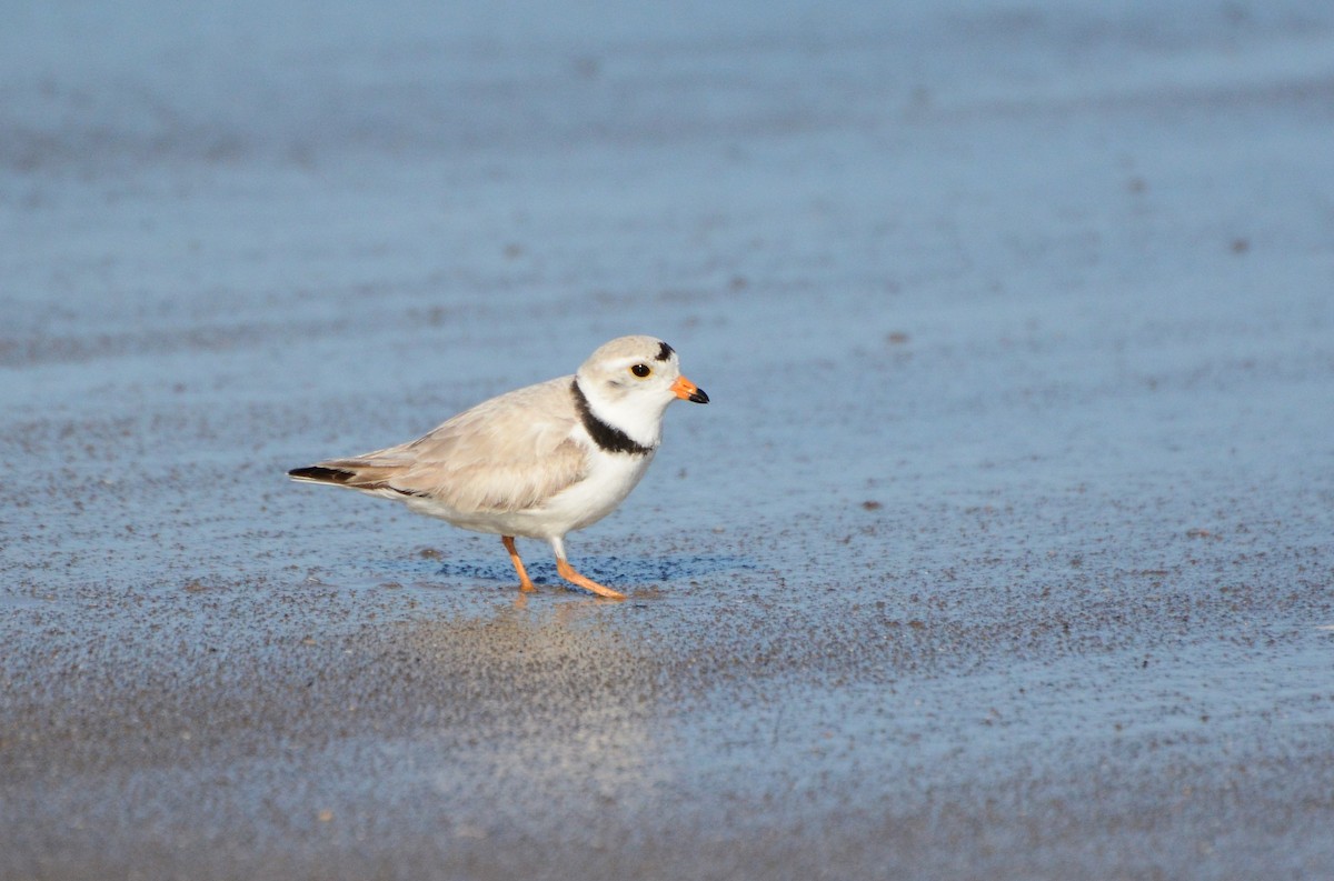 Piping Plover - ML78023371