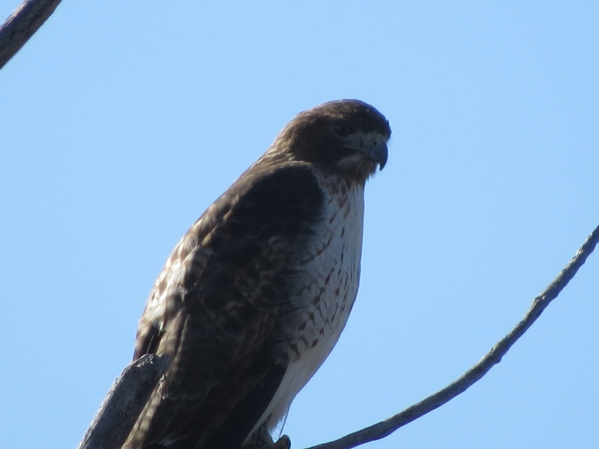 Red-tailed Hawk - ML78024491