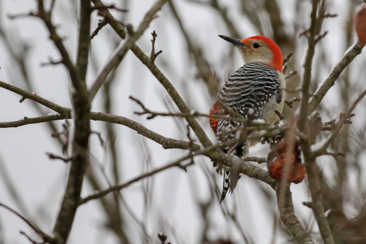 Red-bellied Woodpecker - Drew Weber