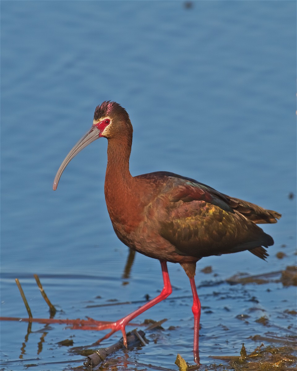 ibis americký - ML78028091