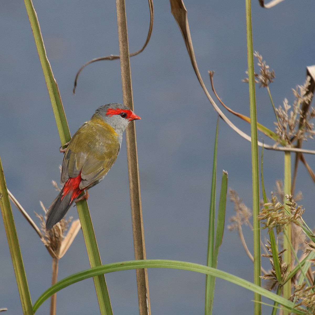 Red-browed Firetail - ML78028131