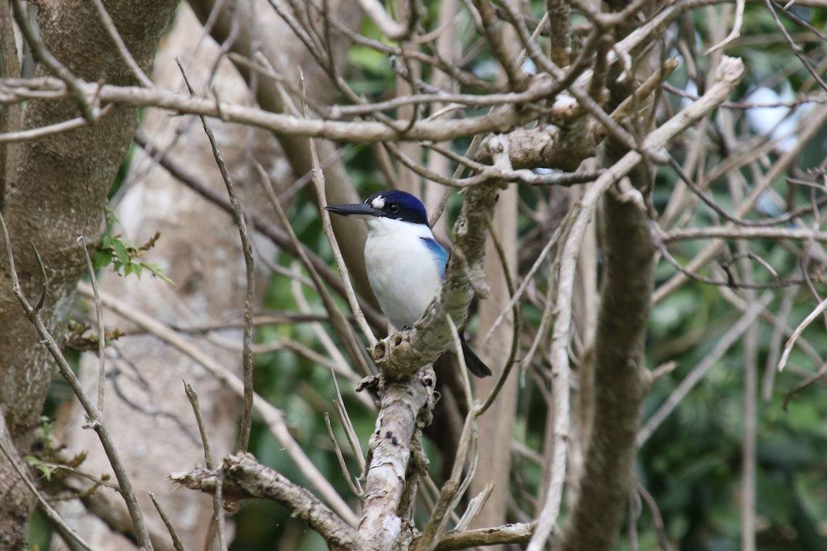 Forest Kingfisher - ML78028141