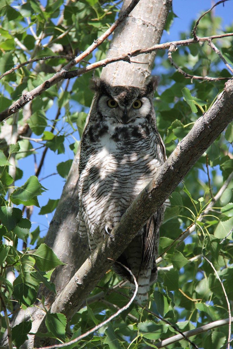 Great Horned Owl - ML78030421