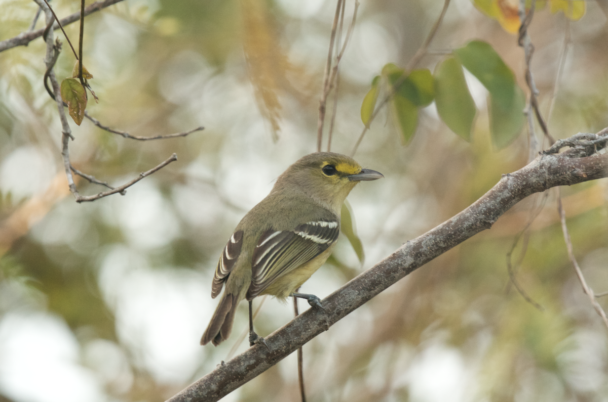 Thick-billed Vireo - ML78031361