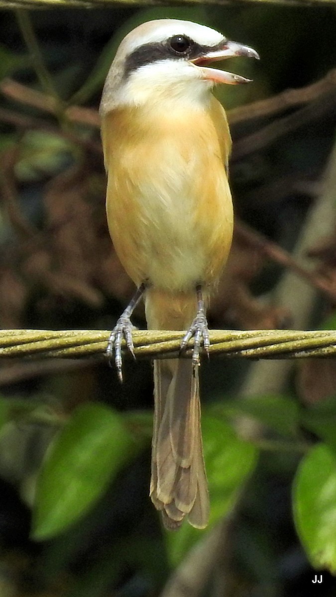 Long-tailed Shrike - Jaichand Johnson