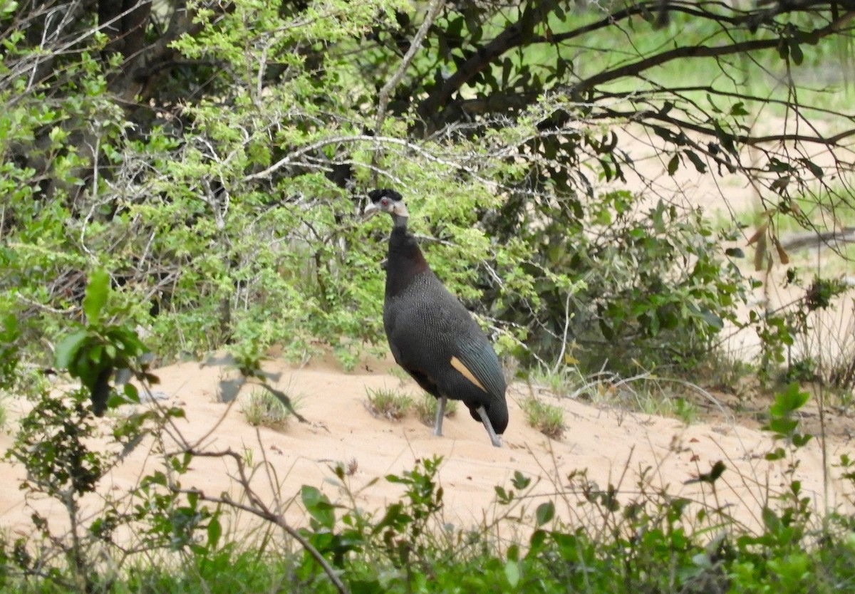 Southern Crested Guineafowl - ML78031611