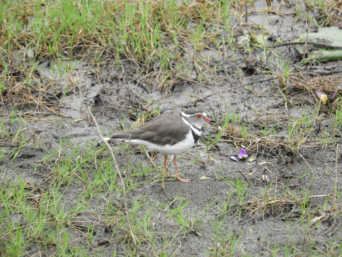 Three-banded Plover - ML78031751