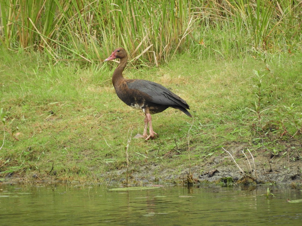 Spur-winged Goose - ML78032291