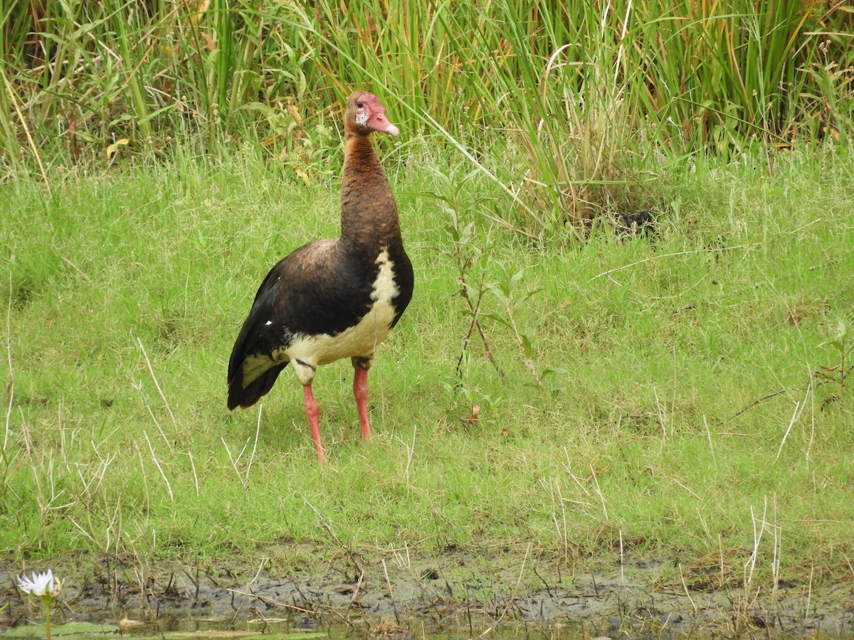 Spur-winged Goose - ML78032311