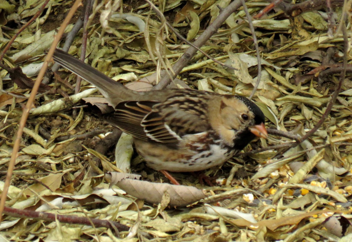 Harris's Sparrow - Mark  Ludwick