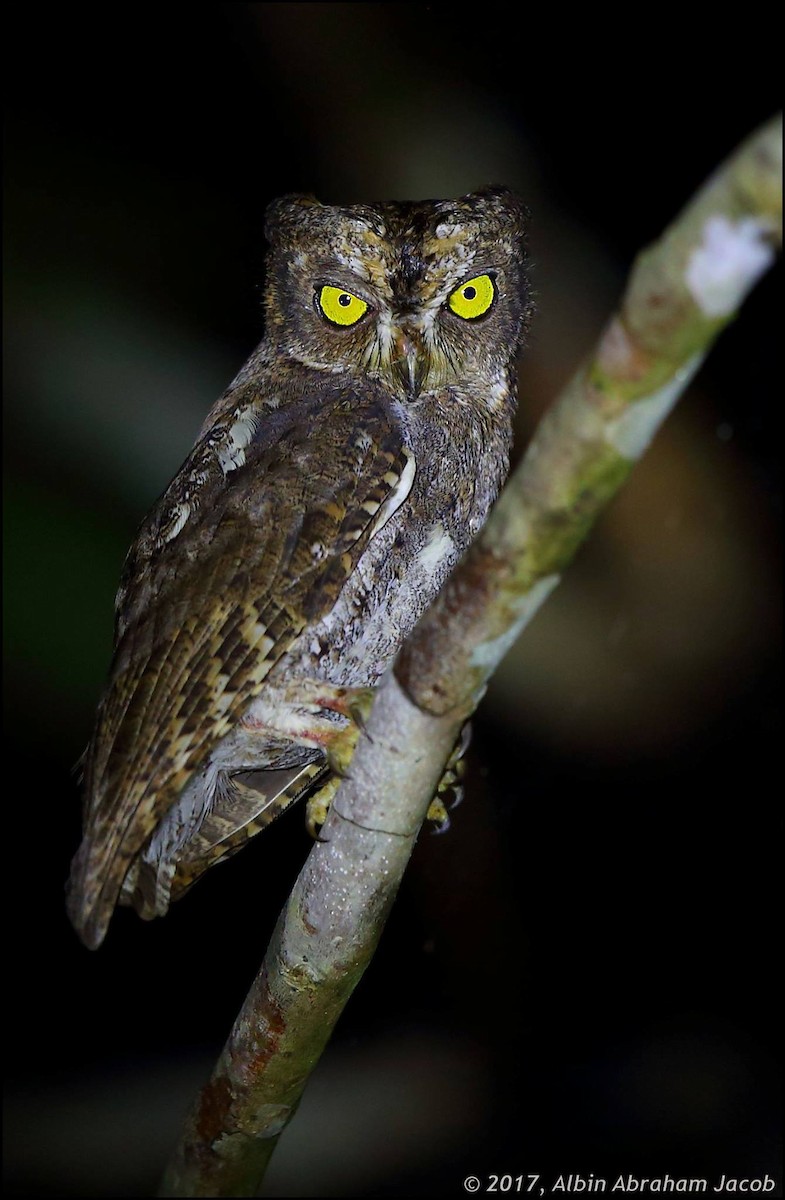 Oriental Scops-Owl (Walden's) - Albin Jacob