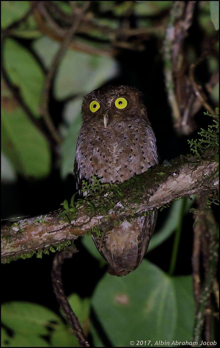Andaman Scops-Owl - ML78039401