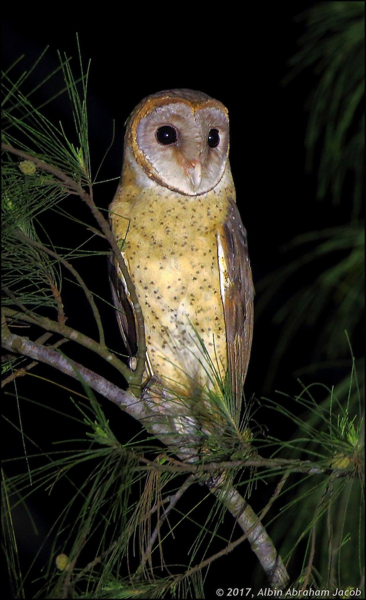 Andaman Masked-Owl - Albin Jacob