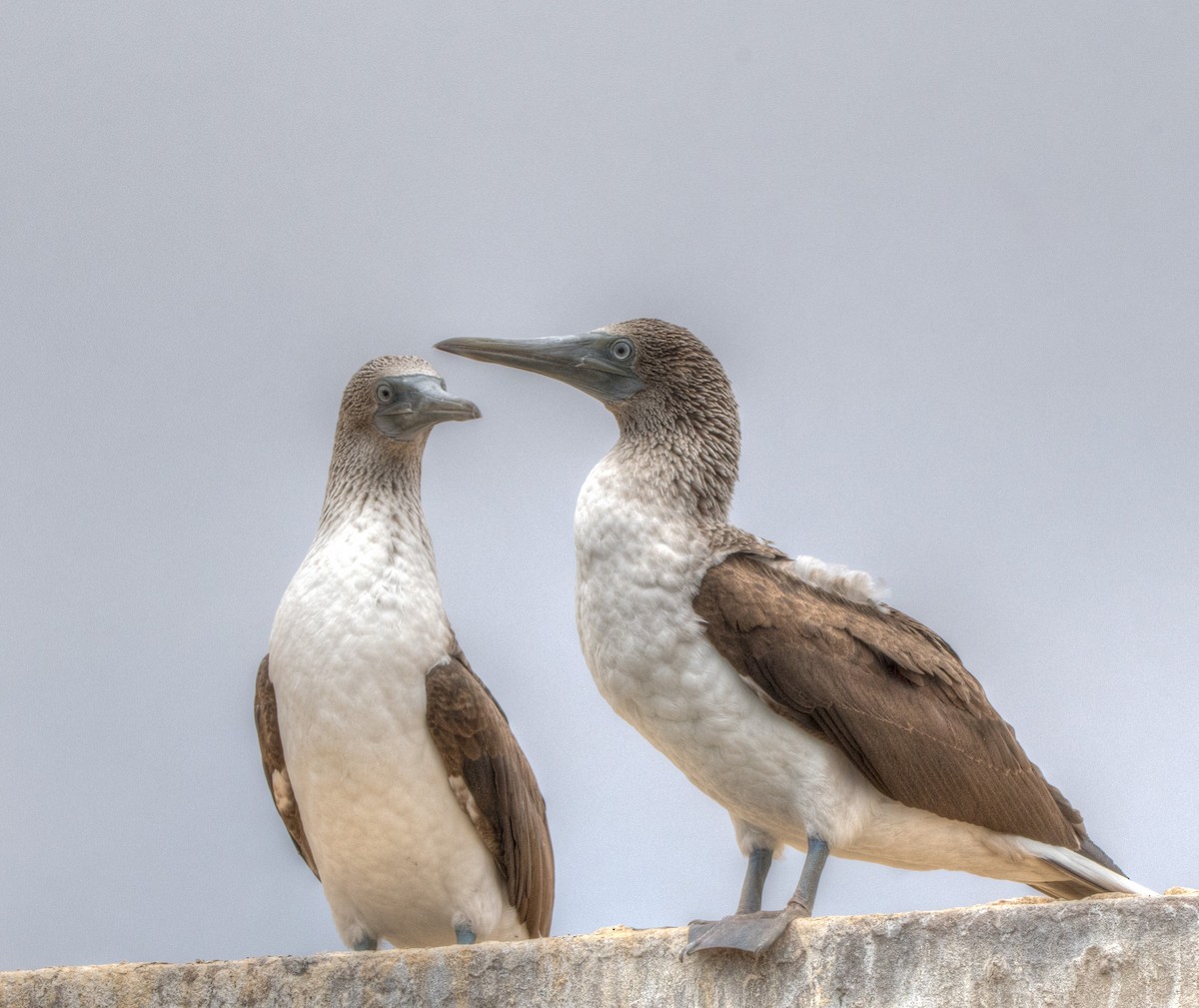Blue-footed Booby - ML78040431