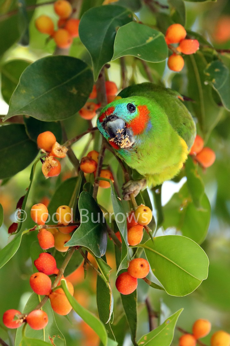 Double-eyed Fig-Parrot - Todd Burrows