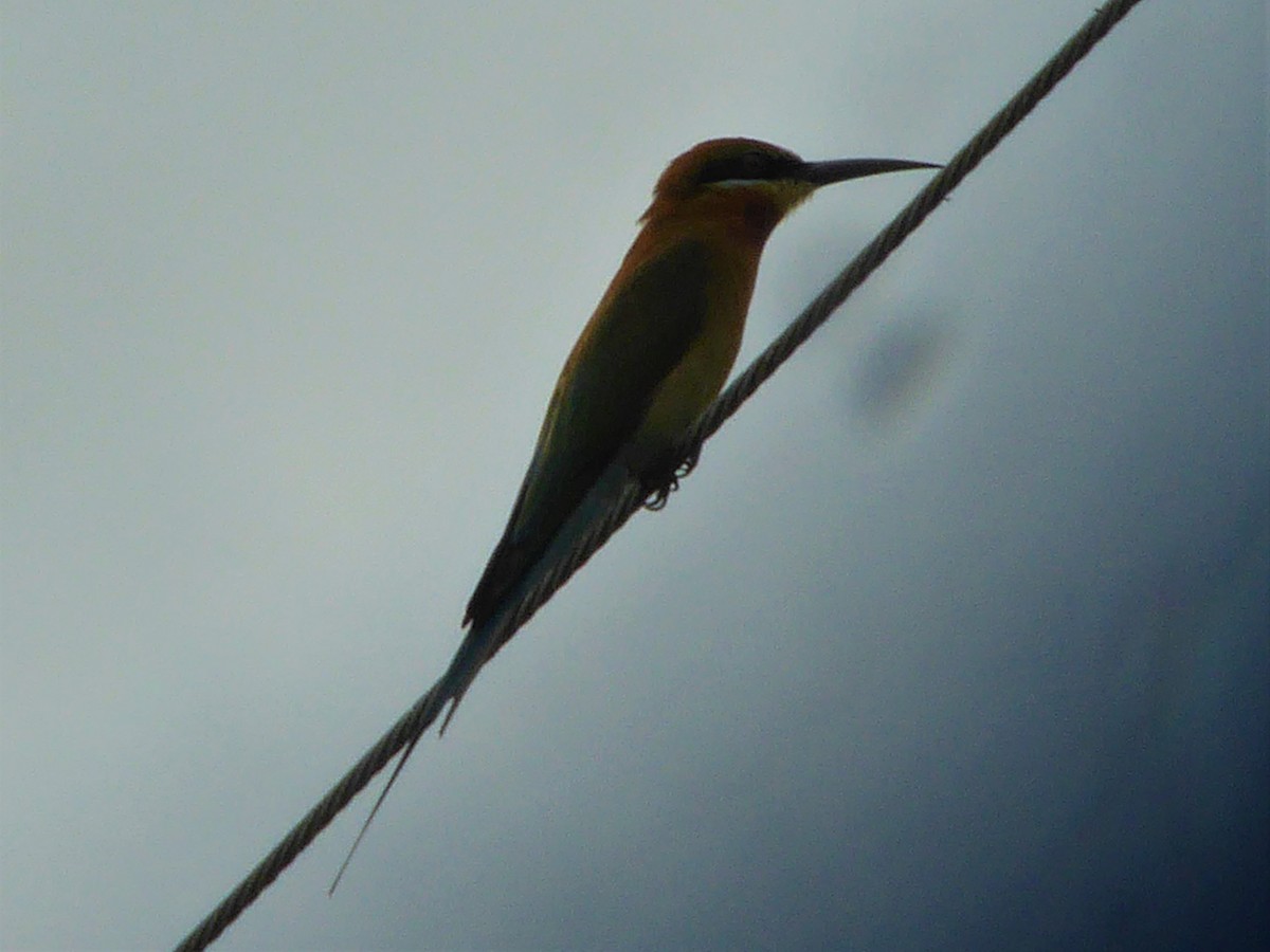 Blue-tailed Bee-eater - ML78040781