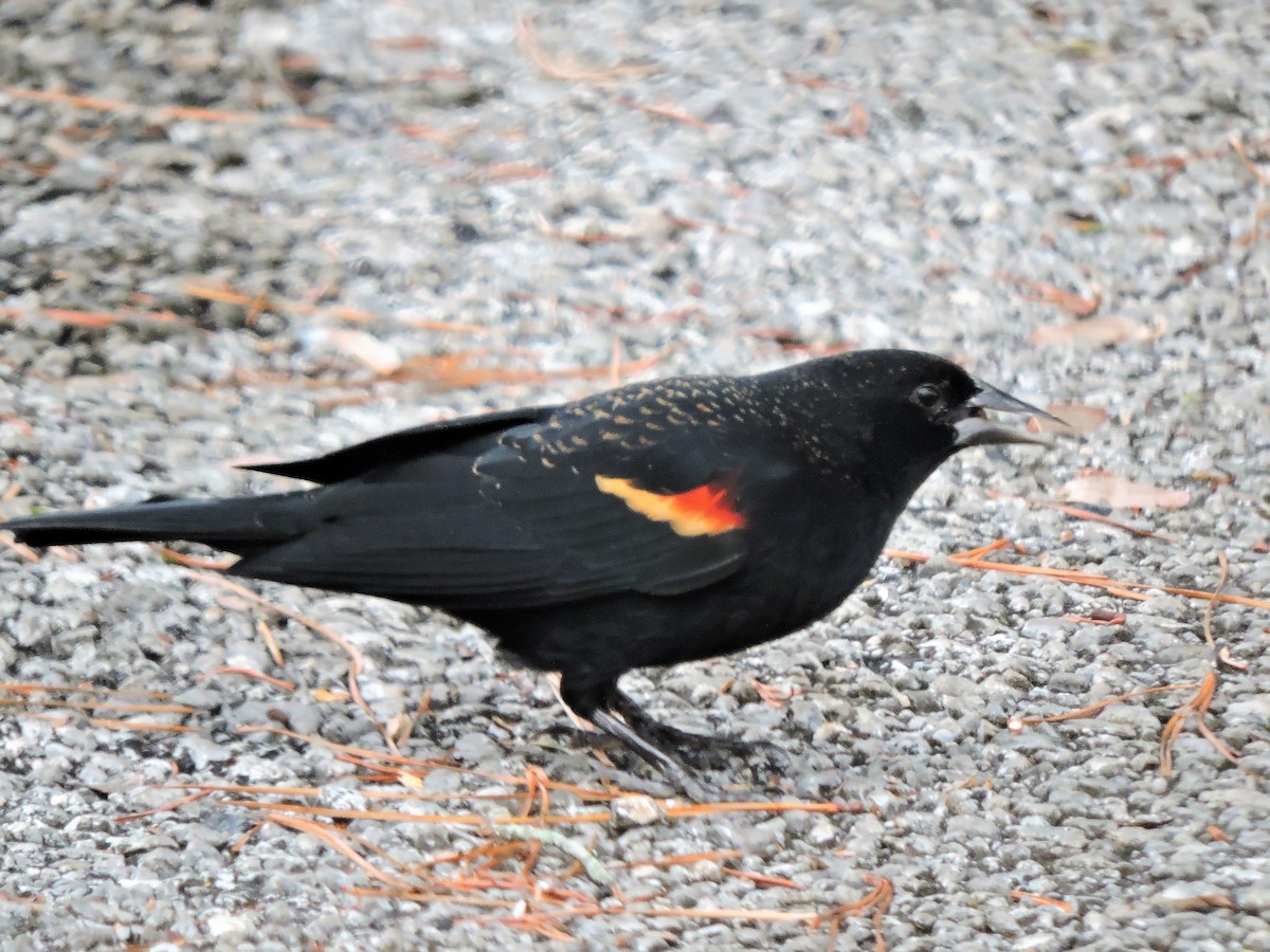 Red-winged Blackbird - S. K.  Jones