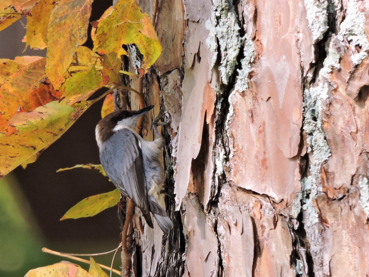 Brown-headed Nuthatch - ML78043101